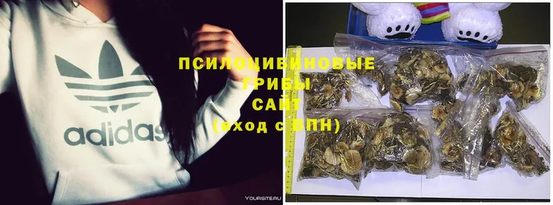 даркнет состав  Новая Ладога  Галлюциногенные грибы GOLDEN TEACHER 